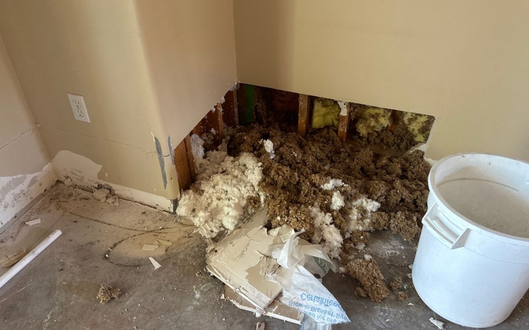 Reliable Dry-Out Services After Water Damage in Peoria, AZ